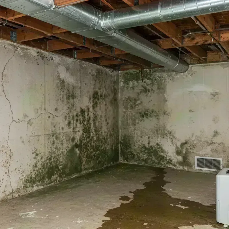 Professional Mold Removal in Linneus, MO